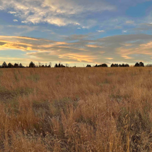 grasslands at sunset